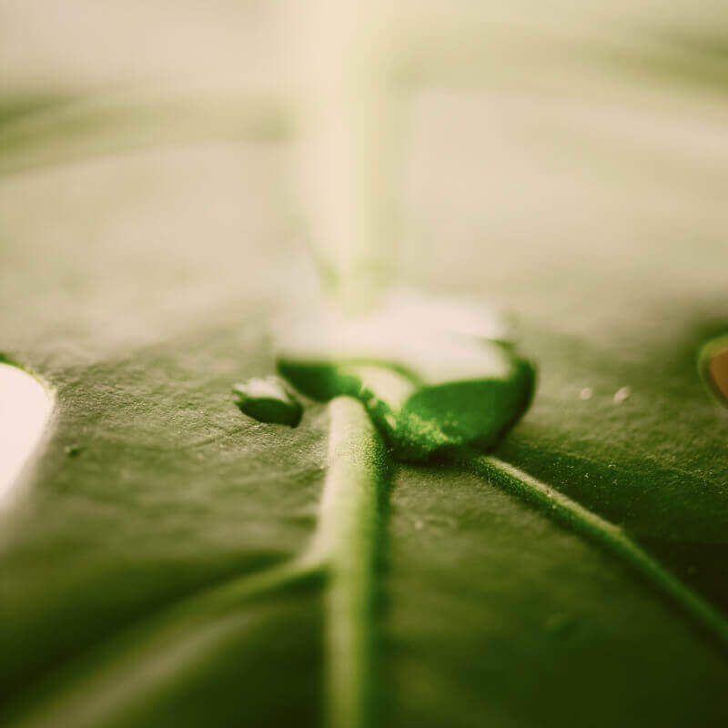 gota de agua sobre una hoja verde