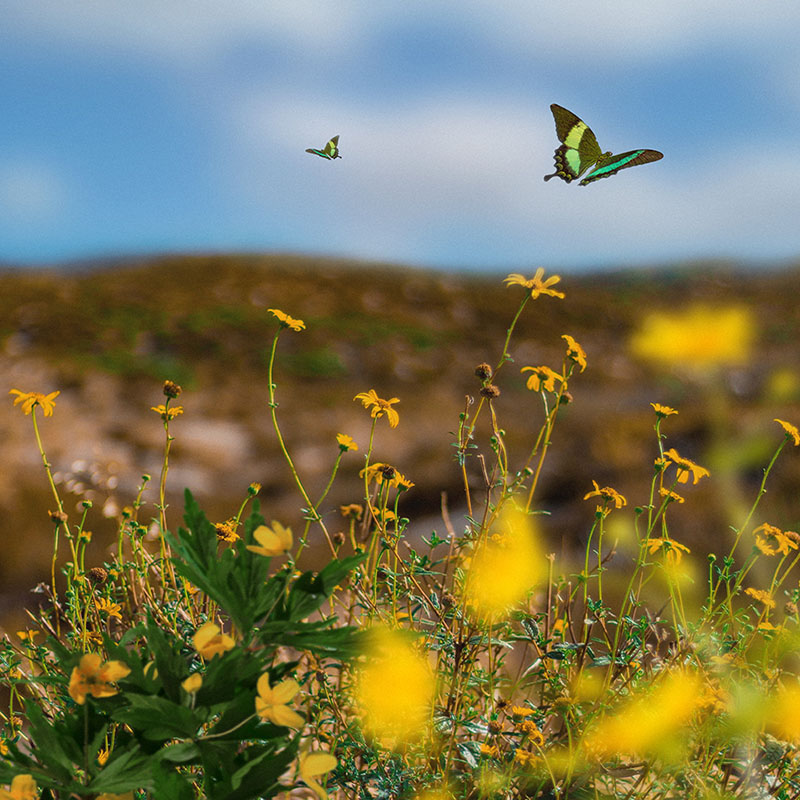 dos mariposas volando en un campo de flores amarillas
